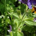 Salvia viridis Fruit