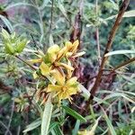 Diervilla sessilifolia 花