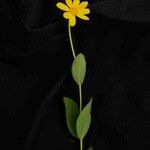 Calea cuneifolia Hoja