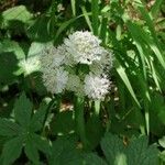 Astrantia majorKukka