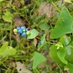 Persicaria perfoliata फल