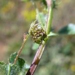 Medicago polymorpha Fruit