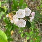 Mountain laurelFlors