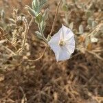 Convolvulus sagittatus Flower