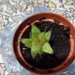 Gasteraloe cv.List