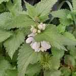 Lamium album Tervik taim