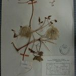 Clematis brevipes Otro