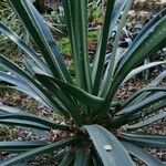 Puya mirabilis Habit