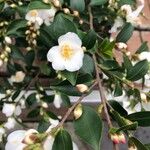 Camellia rosthorniana Leaf