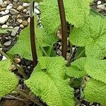 Phlomoides tuberosa Листок