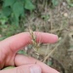 Elymus virginicus Blatt