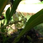 Polystachya odorata Flower