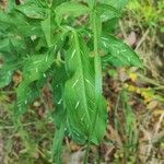 Dracunculus vulgaris Feuille