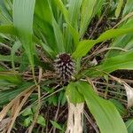 Pitcairnia funkiae Flor