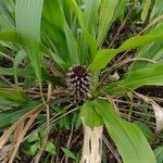 Pitcairnia funkiae Flower