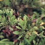 Phyllocladus aspleniifolius Hoja
