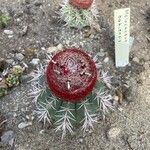 Melocactus bahiensis Flower