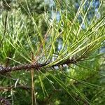 Pinus echinata Habit