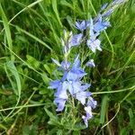 Veronica teucrium Flower