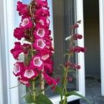 Penstemon hartwegii Flower