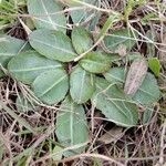 Taraxacum obovatum Blad