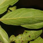 Nectandra membranacea Feuille