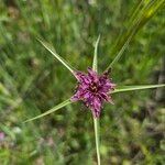 Tragopogon angustifolius 花
