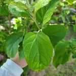 Prunus japonica পাতা