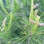 Pinus halepensis 葉