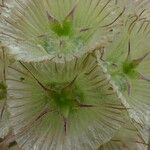 Lomelosia simplex 花