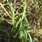 Galatella sedifolia Leaf
