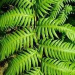 Woodwardia radicans Feuille