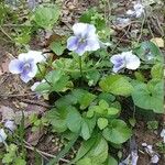 Viola rostrata Flower