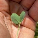 Trifolium microcephalum Φύλλο