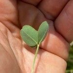 Trifolium microcephalum Hoja