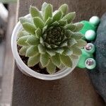 Sempervivum arachnoideum Φύλλο