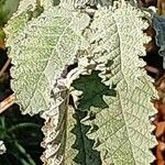 Buddleja glomerata Leaf
