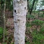 Betula pubescensKoor