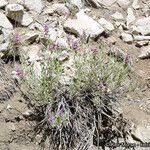 Salvia pachyphylla Habitus