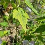 Abutilon vitifolium Blad