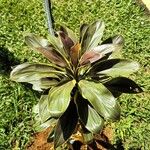Cordyline fruticosa 葉