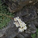 Saxifraga callosa Blüte