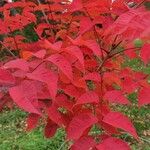 Toxicodendron trichocarpum Leaf