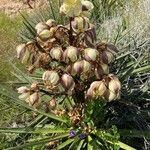 Yucca schidigera Floare