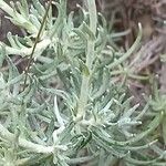 Helichrysum saxatile Leaf