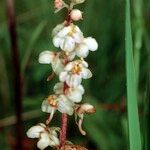 Pyrola rotundifolia Diğer