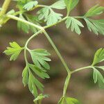 Fumaria gaillardotii Leaf