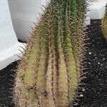 Ferocactus pilosus Агульны выгляд