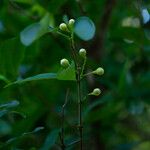 Syzygium aqueum Fruit