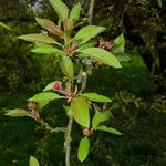 Malus × floribunda Leaf